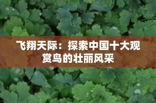 飞翔天际：探索中国十大观赏鸟的壮丽风采