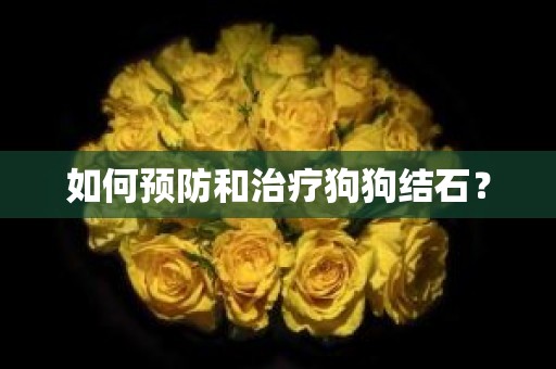 如何预防和治疗狗狗结石？