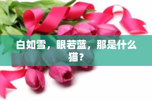 白如雪，眼若蓝，那是什么猫？