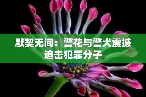 默契无间：警花与警犬震撼追击犯罪分子