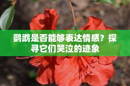 鹦鹉是否能够表达情感？探寻它们哭泣的迹象
