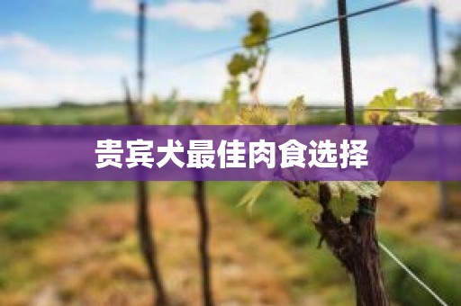 贵宾犬最佳肉食选择