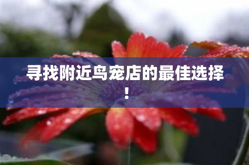 寻找附近鸟宠店的最佳选择！
