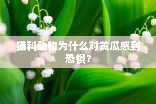 猫科动物为什么对黄瓜感到恐惧？