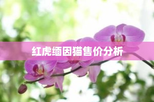 红虎缅因猫售价分析