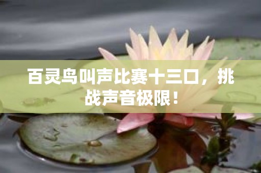 百灵鸟叫声比赛十三口，挑战声音极限！