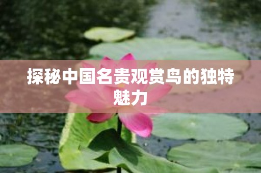 探秘中国名贵观赏鸟的独特魅力