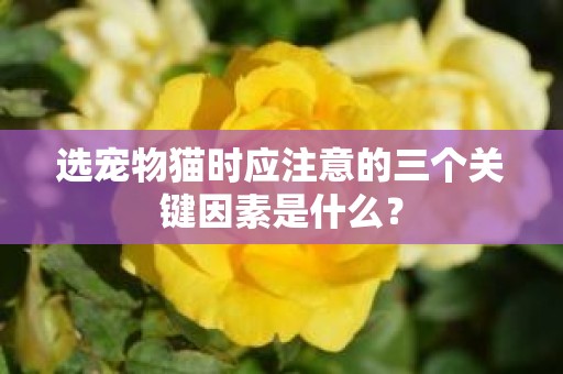 选宠物猫时应注意的三个关键因素是什么？