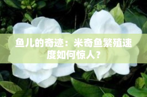鱼儿的奇迹：米奇鱼繁殖速度如何惊人？