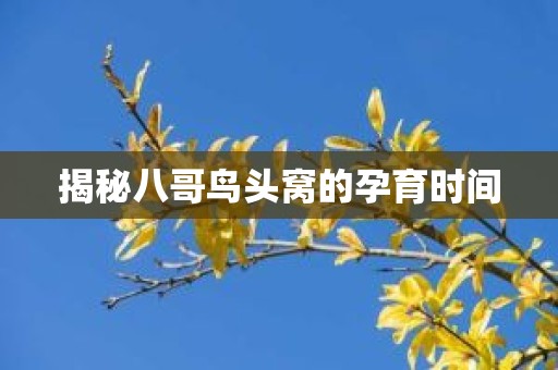 揭秘八哥鸟头窝的孕育时间