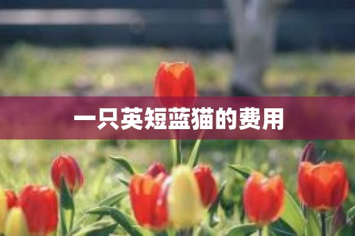一只英短蓝猫的费用