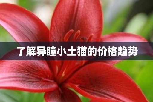 了解异瞳小土猫的价格趋势