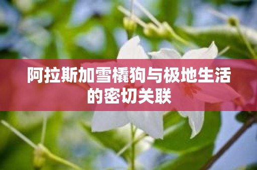 阿拉斯加雪橇狗与极地生活的密切关联