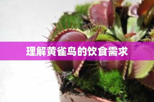 理解黄雀鸟的饮食需求