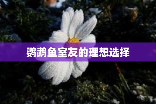 鹦鹉鱼室友的理想选择