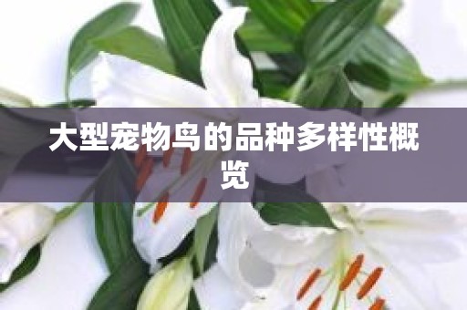 大型宠物鸟的品种多样性概览