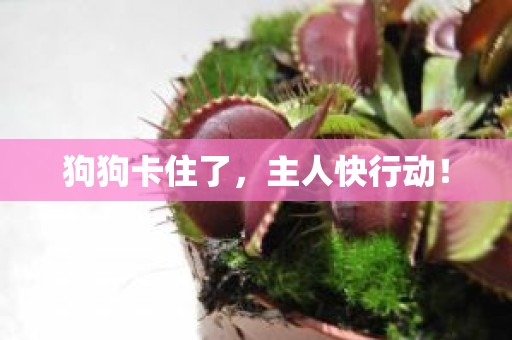 狗狗卡住了，主人快行动！