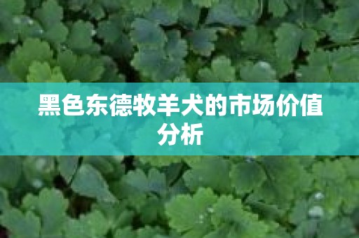 黑色东德牧羊犬的市场价值分析