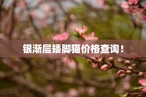 银渐层矮脚猫价格查询！