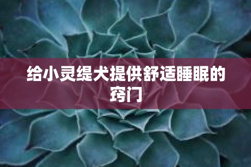 给小灵缇犬提供舒适睡眠的窍门