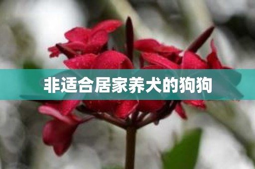非适合居家养犬的狗狗