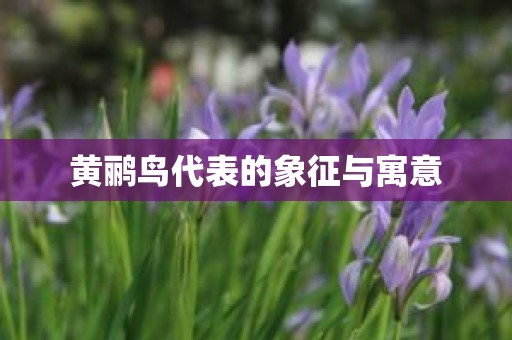 黄鹂鸟代表的象征与寓意