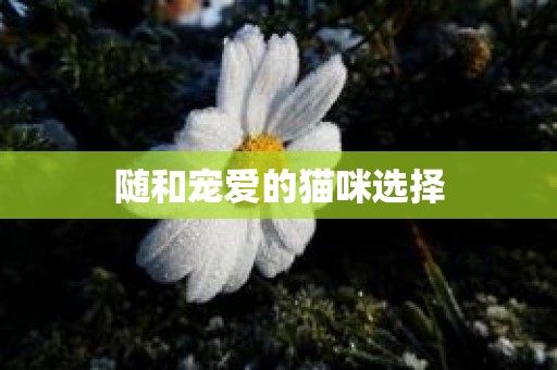 随和宠爱的猫咪选择