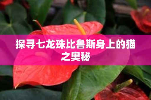 探寻七龙珠比鲁斯身上的猫之奥秘