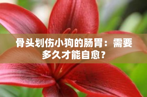骨头划伤小狗的肠胃：需要多久才能自愈？
