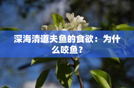深海清道夫鱼的食欲：为什么咬鱼？