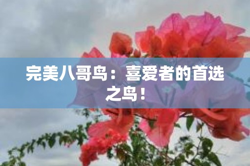 完美八哥鸟：喜爱者的首选之鸟！