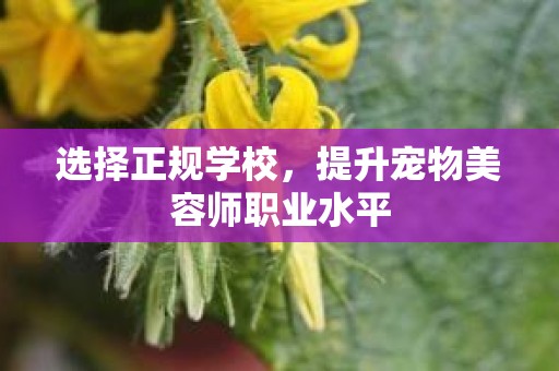 选择正规学校，提升宠物美容师职业水平