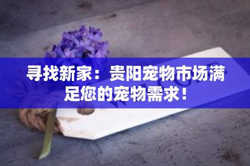 寻找新家：贵阳宠物市场满足您的宠物需求！