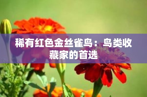 稀有红色金丝雀鸟：鸟类收藏家的首选