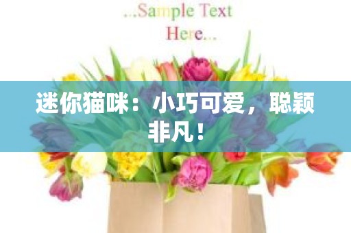 迷你猫咪：小巧可爱，聪颖非凡！