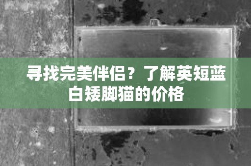 寻找完美伴侣？了解英短蓝白矮脚猫的价格