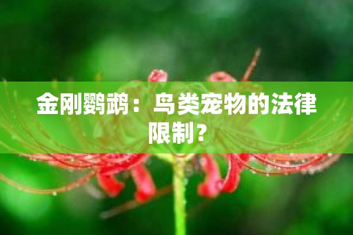 金刚鹦鹉：鸟类宠物的法律限制？