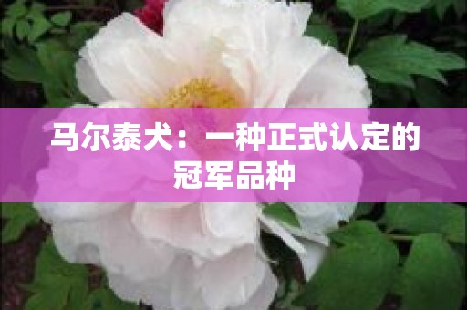 马尔泰犬：一种正式认定的冠军品种