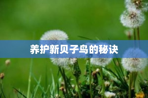 养护新贝子鸟的秘诀