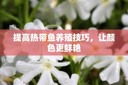 提高热带鱼养殖技巧，让颜色更鲜艳