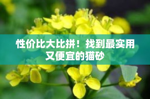 性价比大比拼！找到最实用又便宜的猫砂