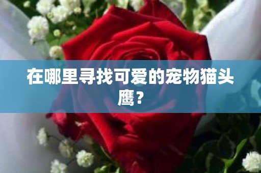 在哪里寻找可爱的宠物猫头鹰？