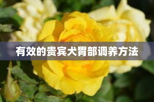 有效的贵宾犬胃部调养方法