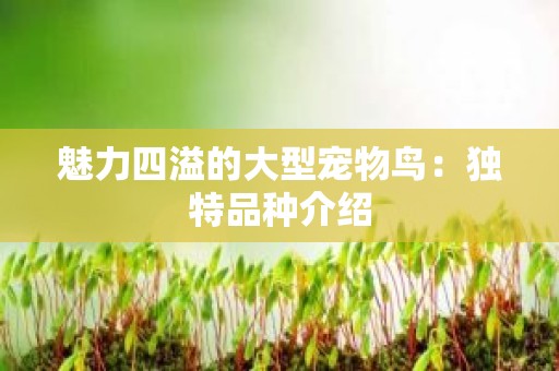 魅力四溢的大型宠物鸟：独特品种介绍