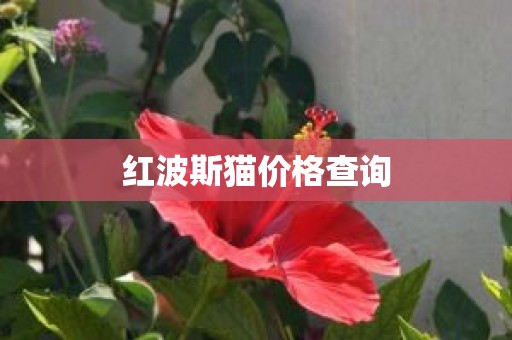 红波斯猫价格查询
