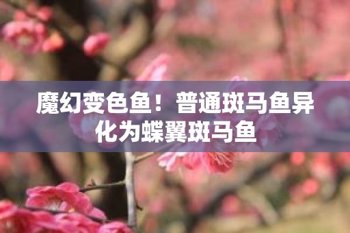 魔幻变色鱼！普通斑马鱼异化为蝶翼斑马鱼