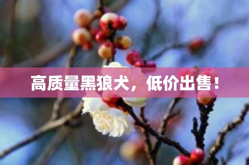 高质量黑狼犬，低价出售！