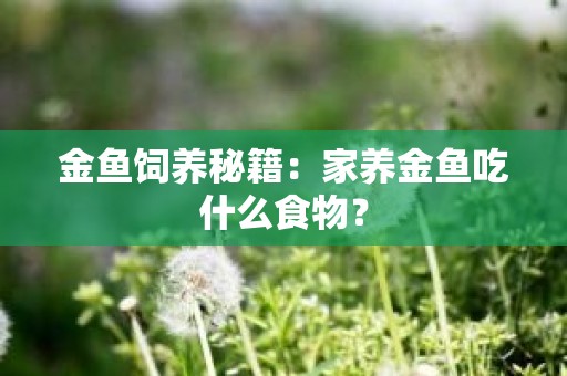 金鱼饲养秘籍：家养金鱼吃什么食物？