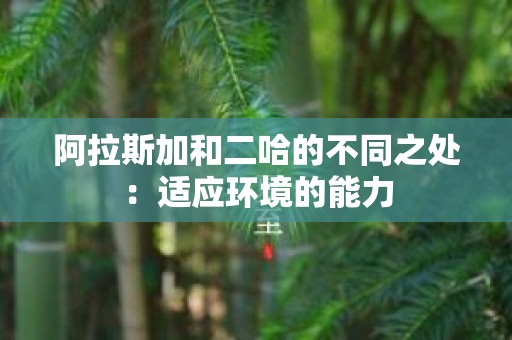 阿拉斯加和二哈的不同之处：适应环境的能力