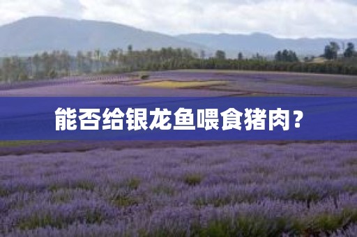 能否给银龙鱼喂食猪肉？